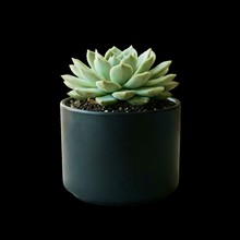 Decor plant